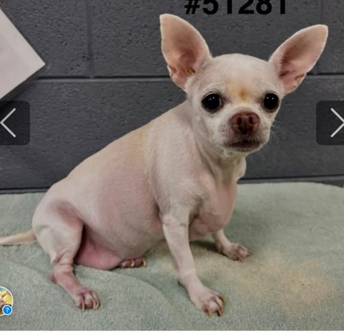 MILLIE - Chihuahua available for adoption