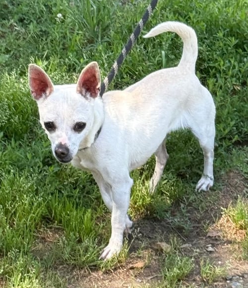 MOXIE - Chihuahua available for adoption