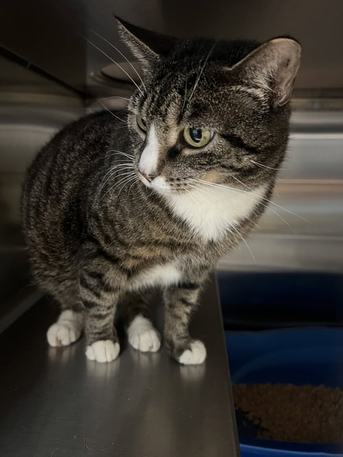 TOFFEE - Domestic Short Hair available for adoption