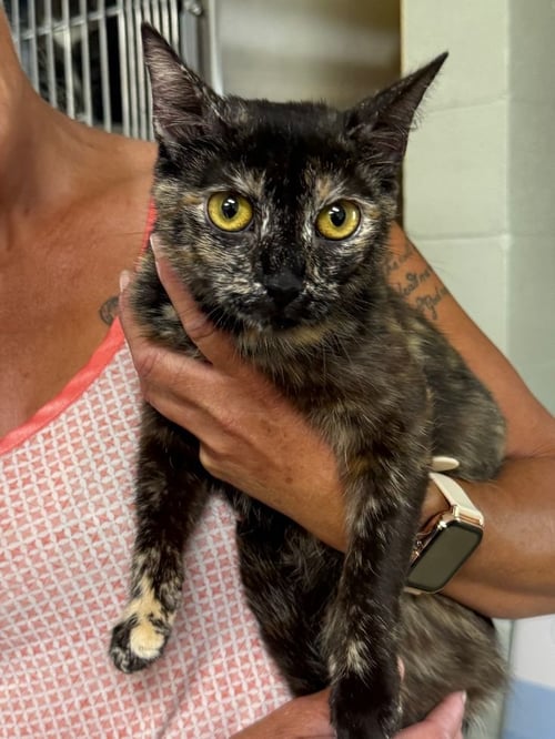 KANDI - Domestic Short Hair for adoption in High Point