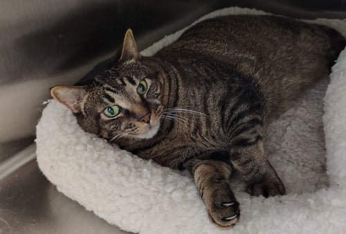 ENZO - Domestic Short Hair available for adoption