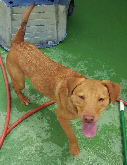 CHARLIE - Labrador Retriever available for adoption