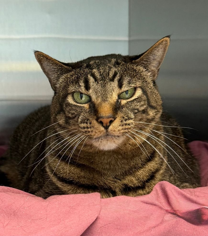 MEEKA - Domestic Short Hair available for adoption