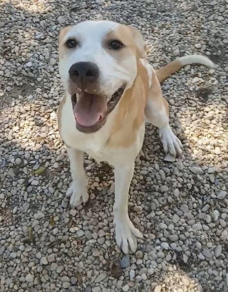 LIBERTY - American Pit Bull Terrier available for adoption