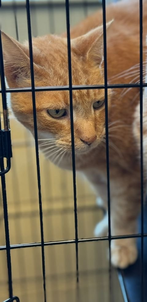 WINKIE - Domestic Short Hair / American Shorthair available for adoption