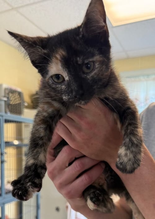 BON BON - Domestic Short Hair for adoption in High Point