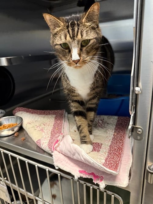 LINK - Domestic Short Hair available for adoption