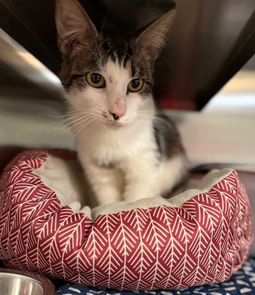 PUDDIN - Domestic Short Hair available for adoption