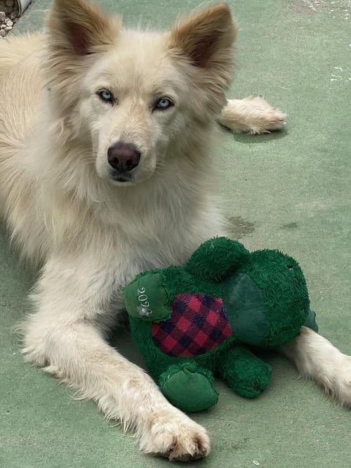 COOPER - Husky / Alaskan Malamute available for adoption