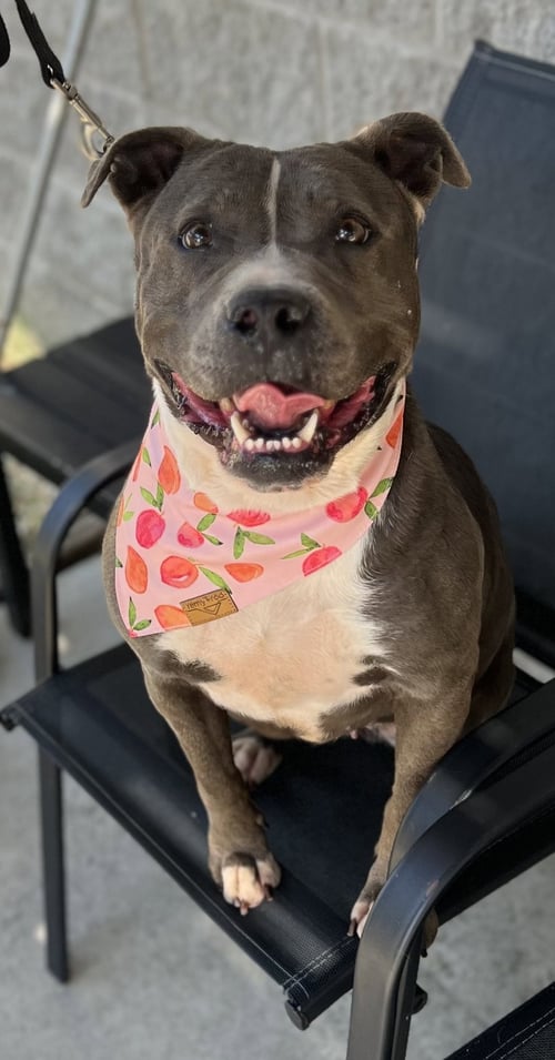 MAEVE - American Staffordshire Terrier available for adoption