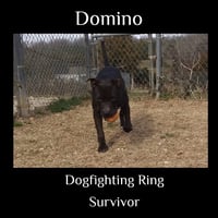 Domino - Photo 1