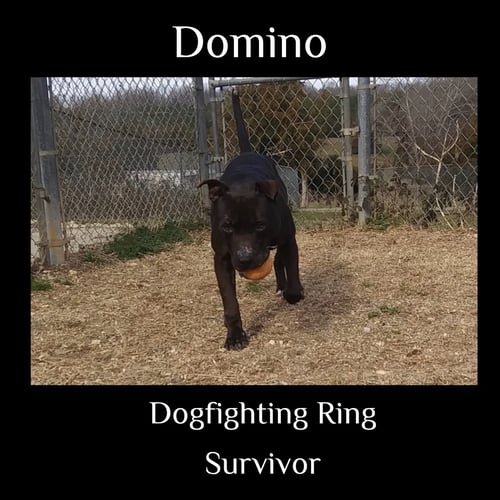 DOMINO - American Staffordshire Terrier available for adoption