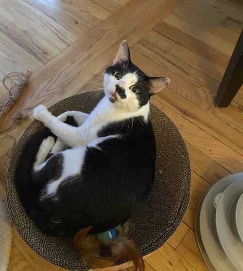 BIGOTE - Domestic Short Hair available for adoption