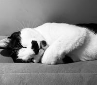 Bigote - Photo 4