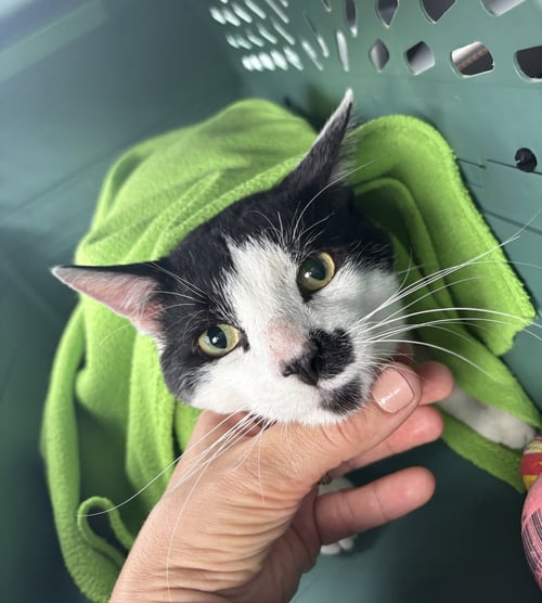 BIGOTE - Domestic Short Hair available for adoption