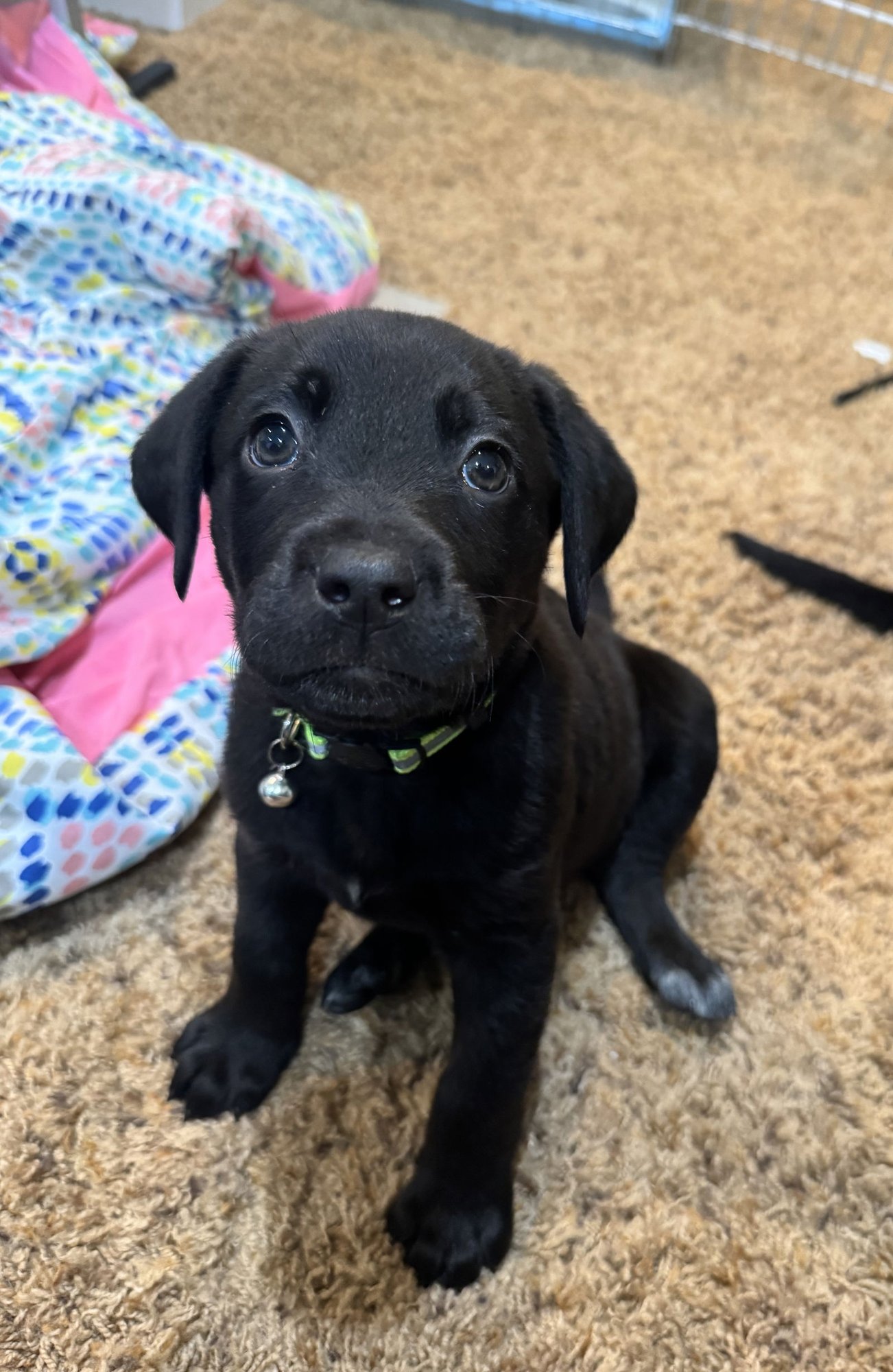 LEIGHTON - Labrador Retriever / Beagle available for adoption