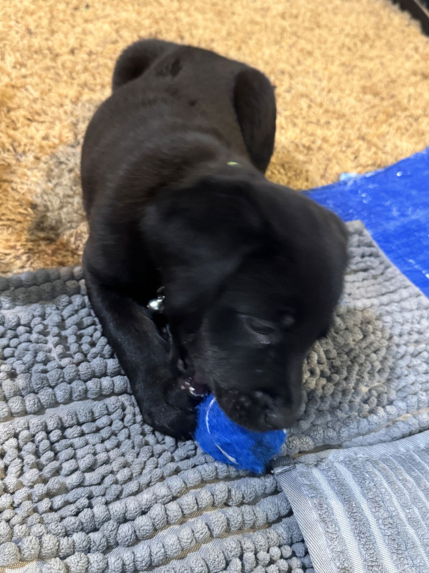 LEIGHTON - Labrador Retriever / Beagle available for adoption