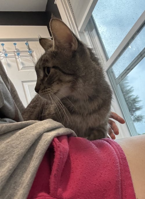 FAIRWAY - Domestic Short Hair available for adoption