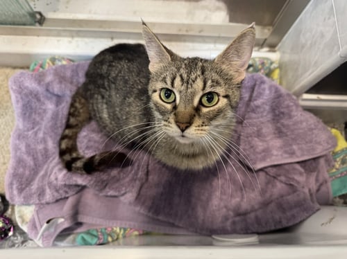 FAIRWAY - Domestic Short Hair available for adoption