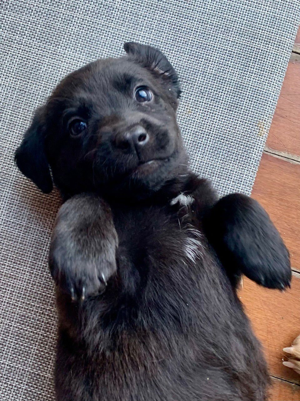 MARTY - Beagle / Labrador Retriever available for adoption