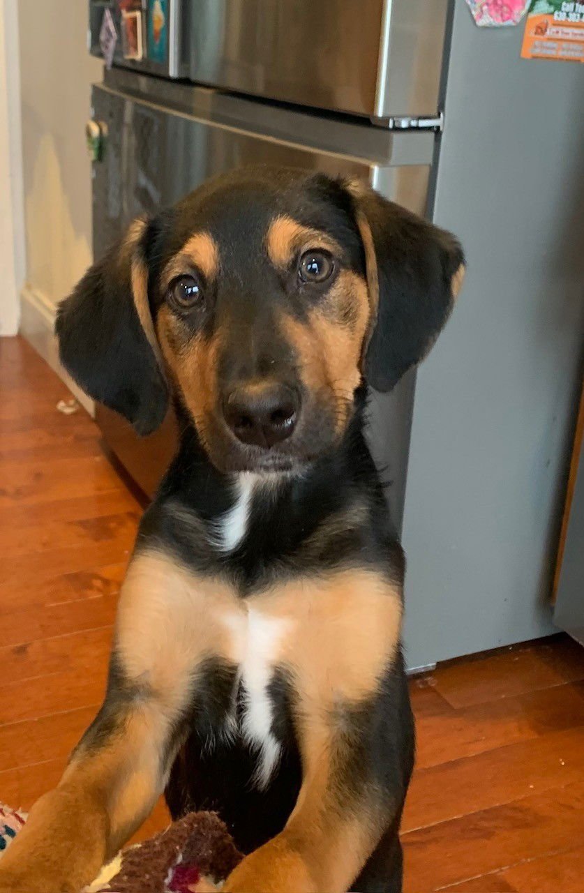 RICHARD GILMORE - Labrador Retriever / Australian Shepherd available for adoption