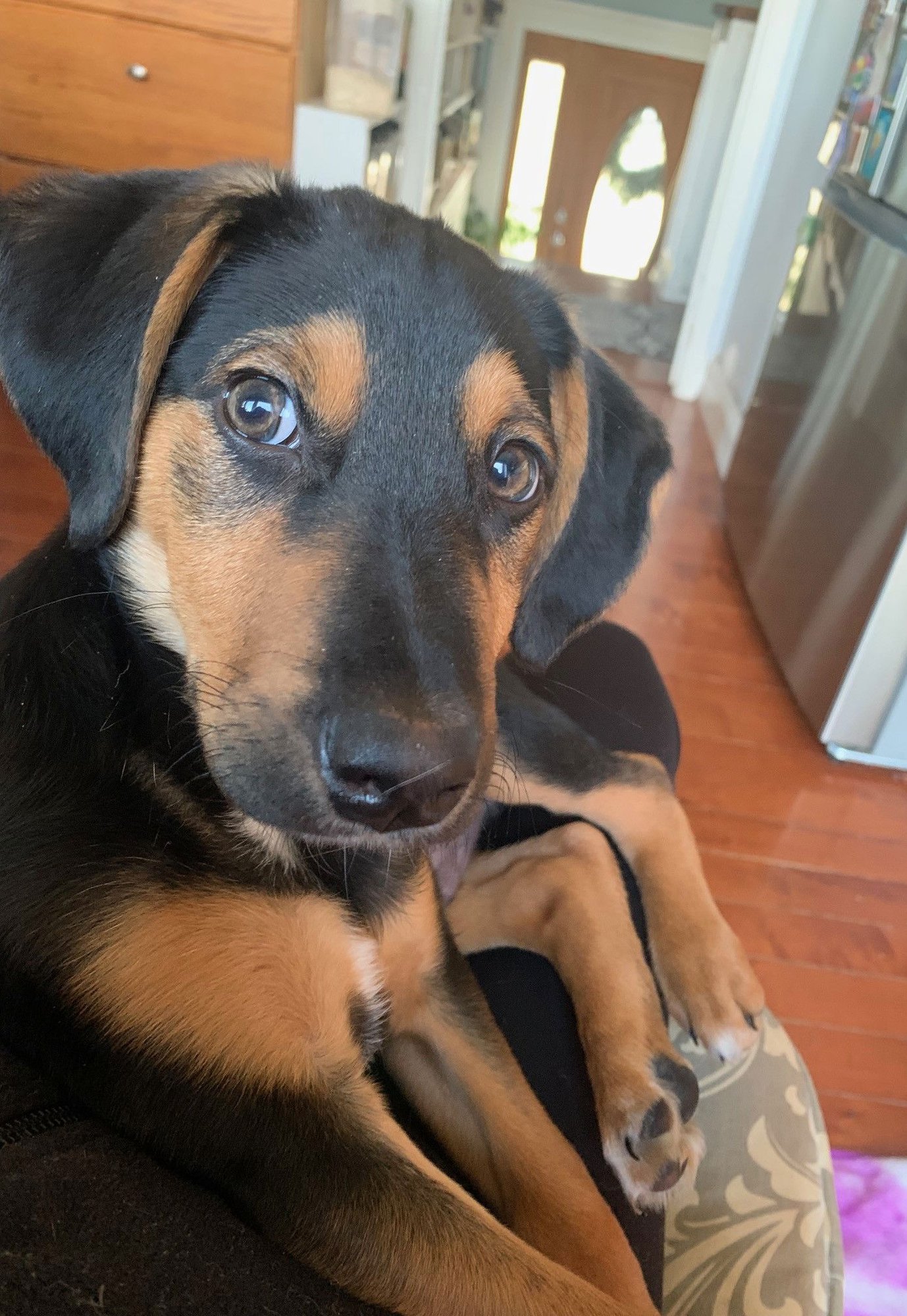 RICHARD GILMORE - Labrador Retriever / Australian Shepherd available for adoption