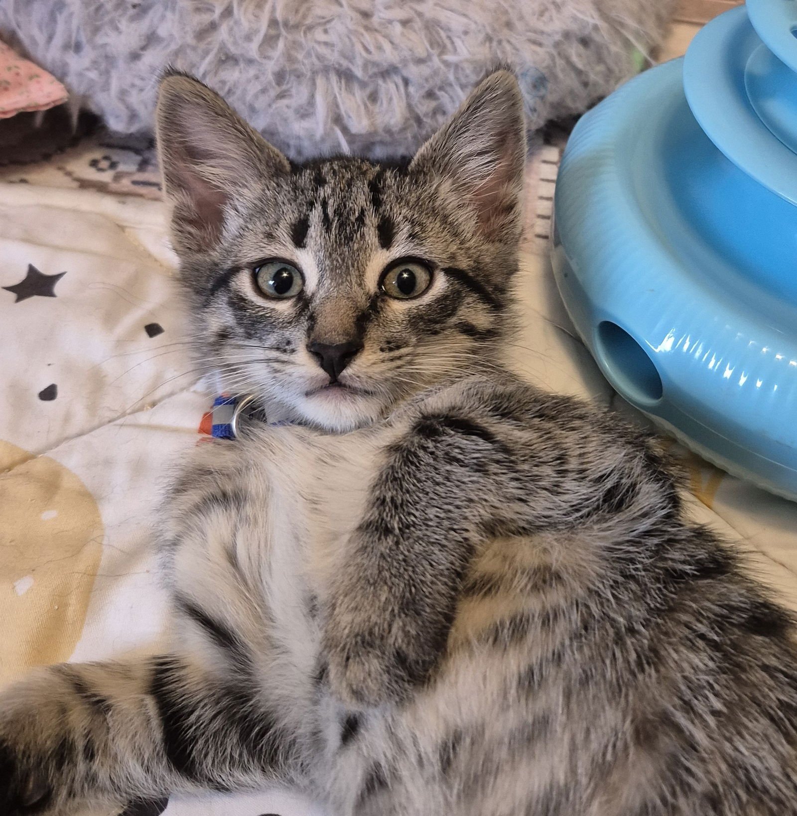 WALTER PAYTON - Domestic Short Hair available for adoption