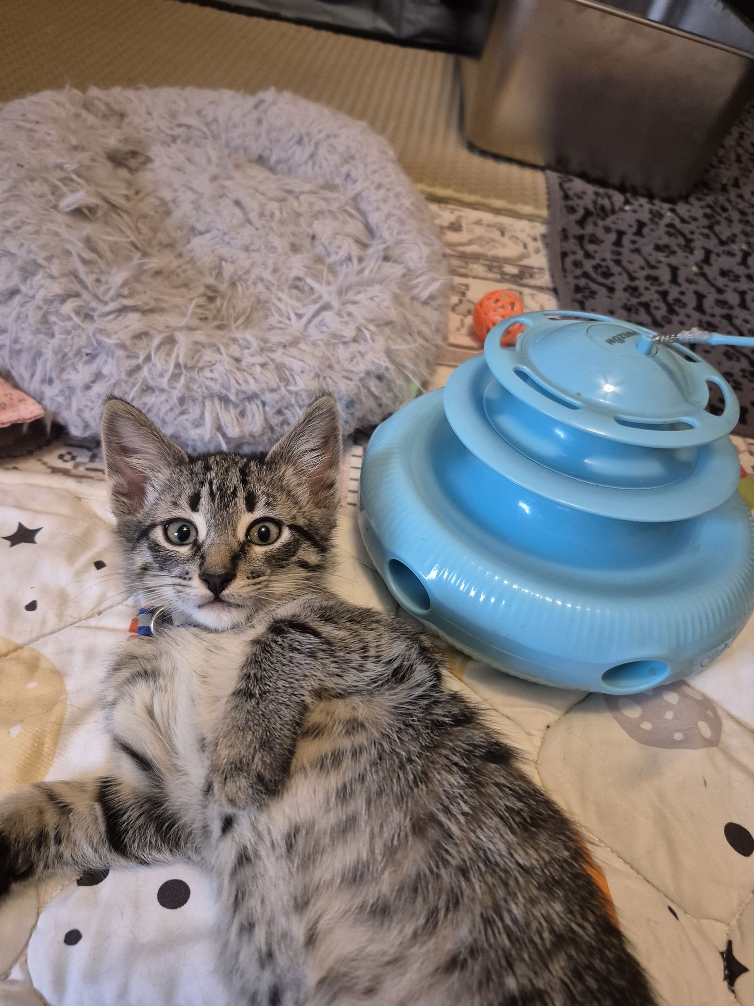 WALTER PAYTON - Domestic Short Hair available for adoption