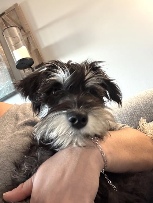 LOUIE - Miniature Schnauzer available for adoption