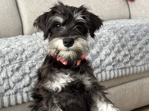 LOUIE - Miniature Schnauzer available for adoption