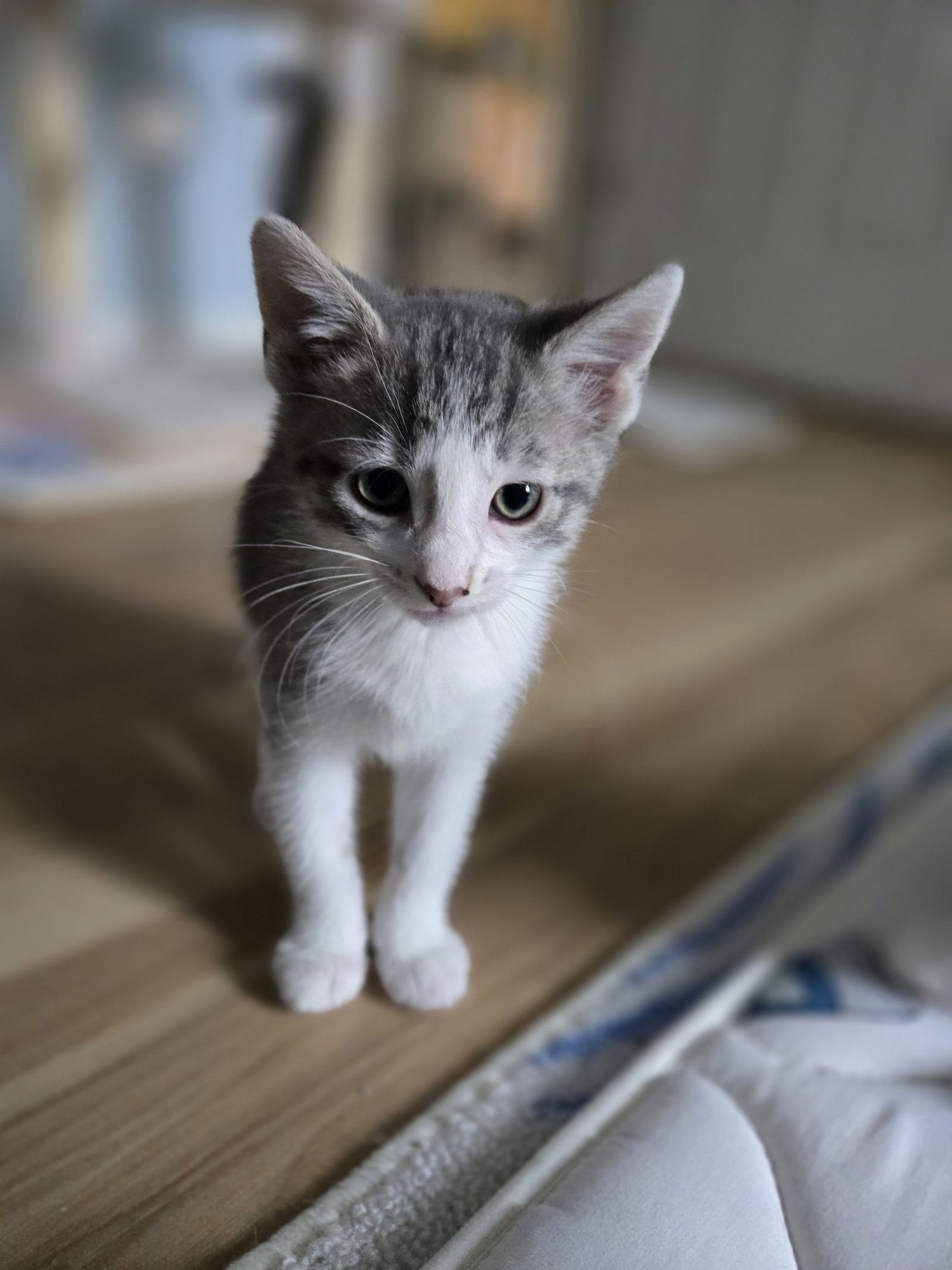 POLARIS - Domestic Short Hair available for adoption