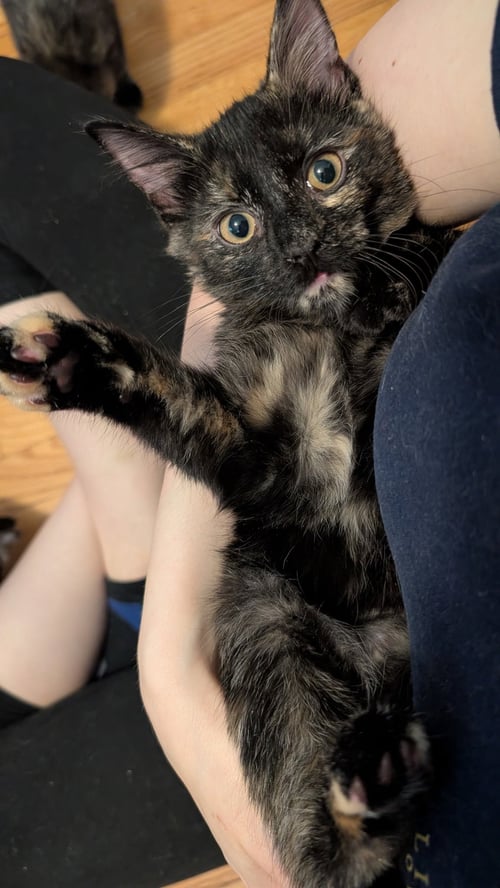 BELLE - Domestic Short Hair available for adoption