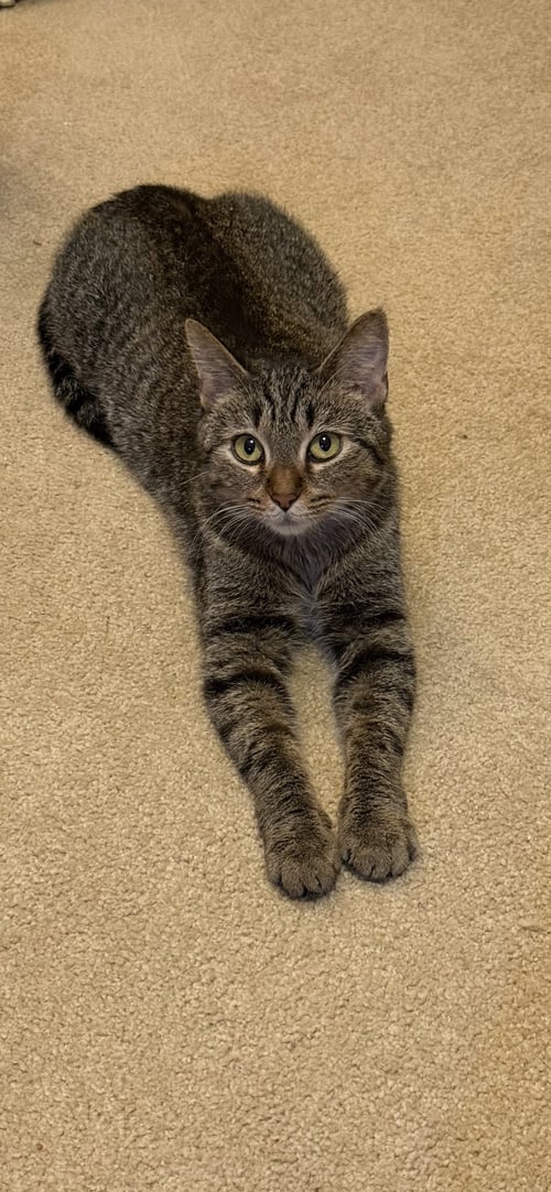 COLLEEN - Domestic Short Hair for adoption in Naperville