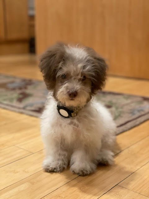 MEL - Havanese / Poodle (Miniature) available for adoption