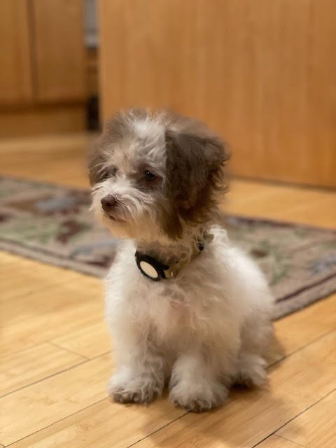 MEL - Havanese / Poodle (Miniature) available for adoption