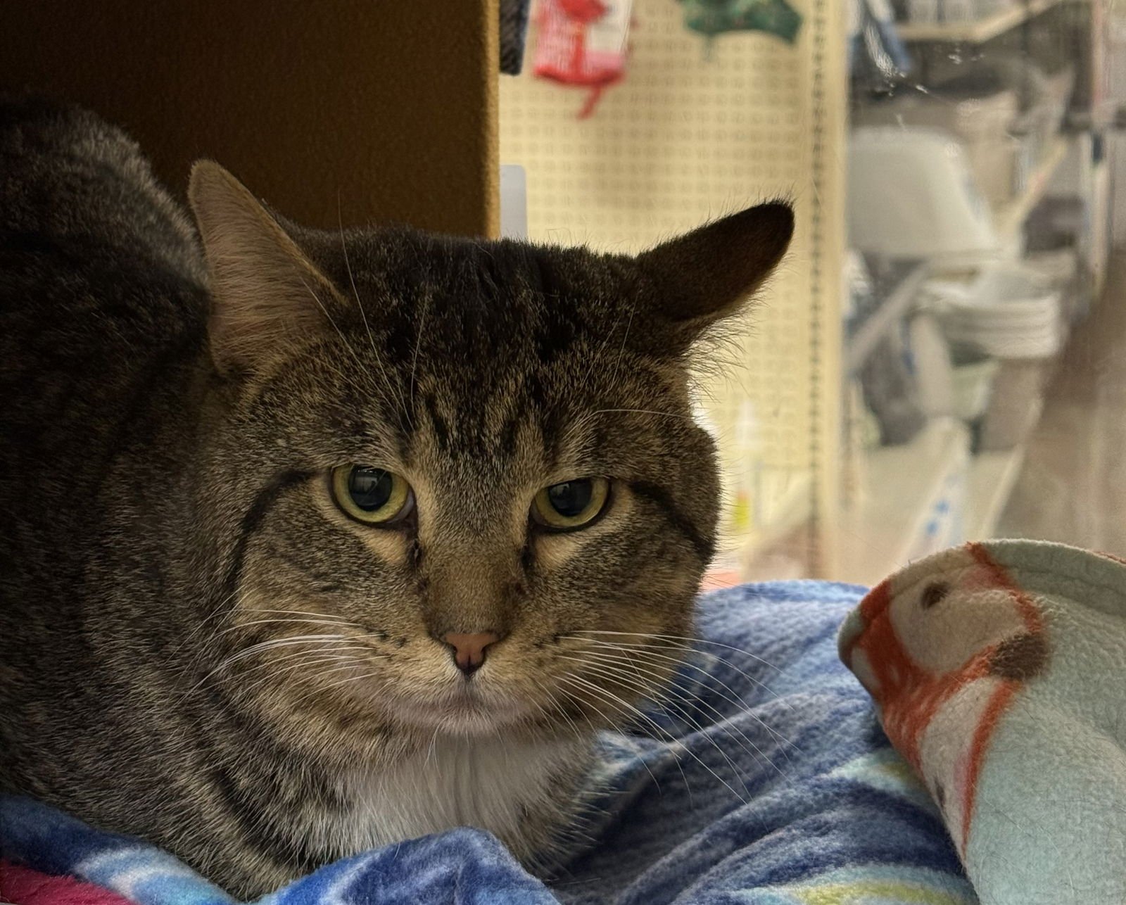 FRANKLIN - Domestic Short Hair available for adoption