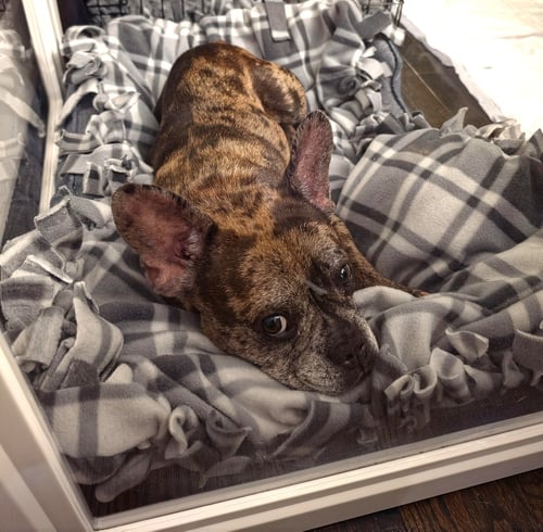 MICHELLE - French Bulldog for adoption in Naperville