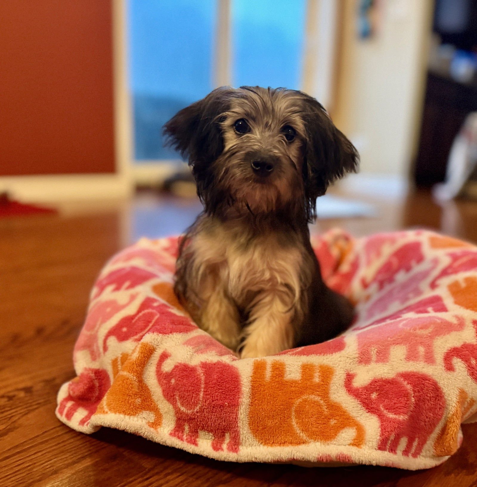 MADELYN - Havanese / Yorkshire Terrier Yorkie available for adoption