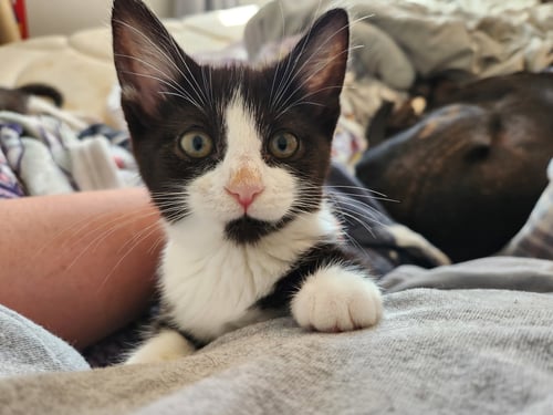 DOWNY - Domestic Short Hair for adoption in Naperville
