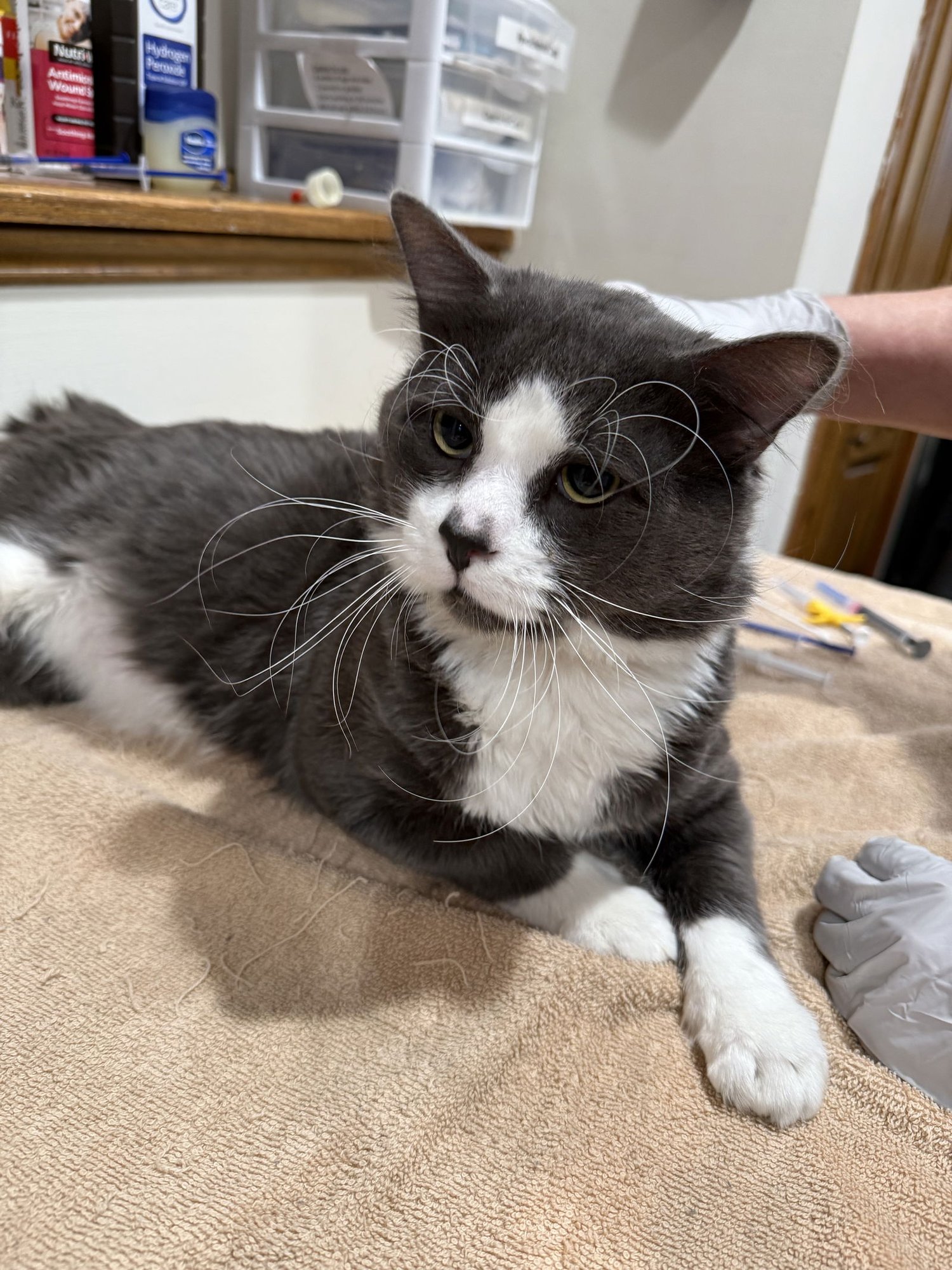 ASHER - Domestic Long Hair available for adoption