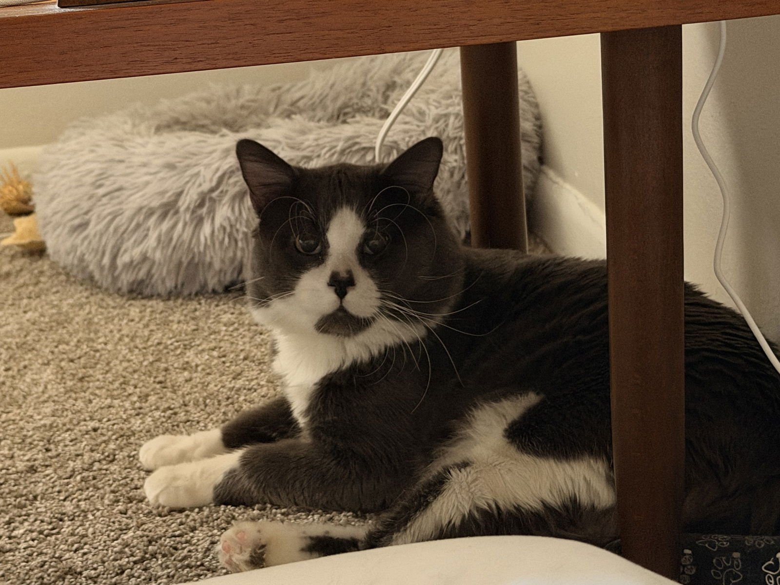 ASHER - Domestic Long Hair available for adoption