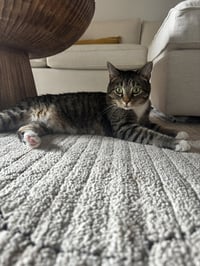 Molly - Photo 2