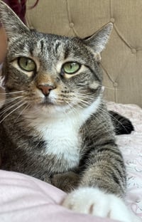 Molly - Photo 1