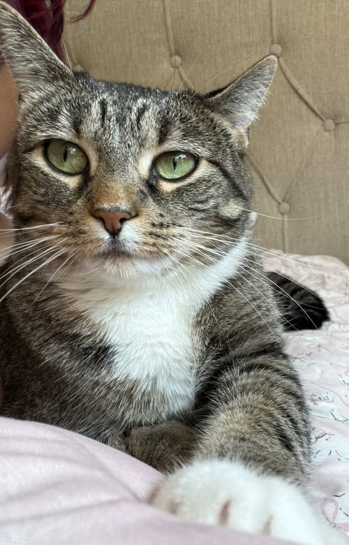 MOLLY - Domestic Short Hair available for adoption