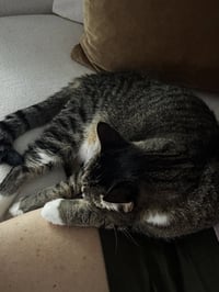 Molly - Photo 3