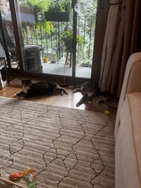 Molly - Photo 5