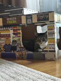 Molly - Photo 6
