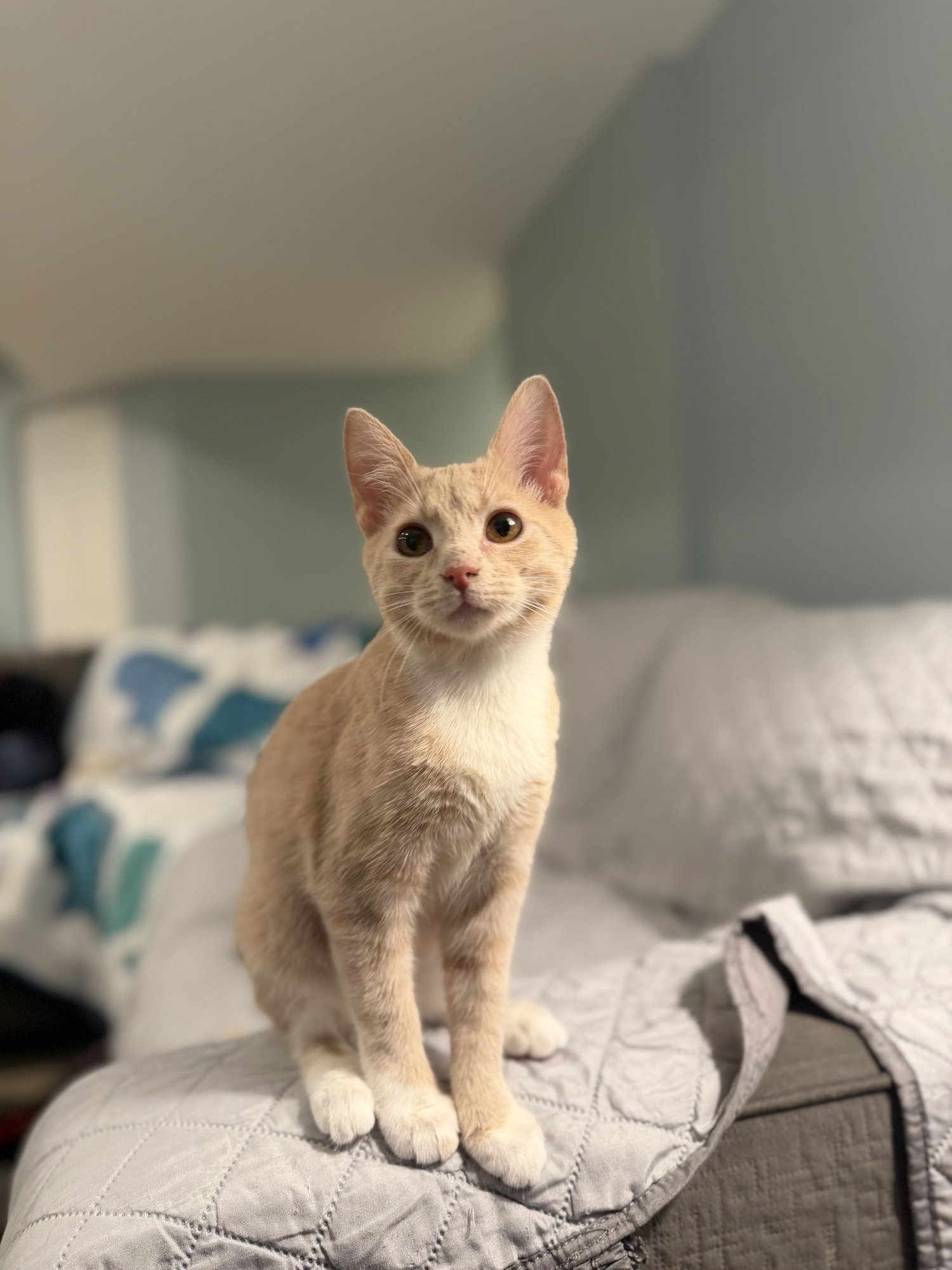 AMELIA BEDELIA - Domestic Short Hair / Tabby available for adoption