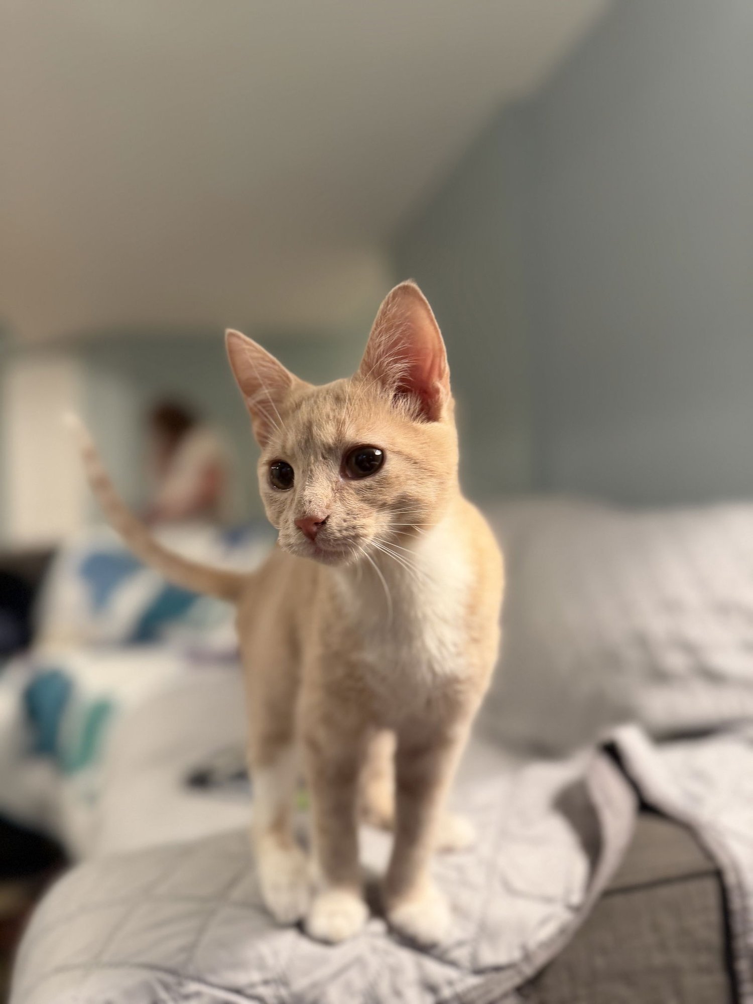 AMELIA BEDELIA - Domestic Short Hair / Tabby available for adoption