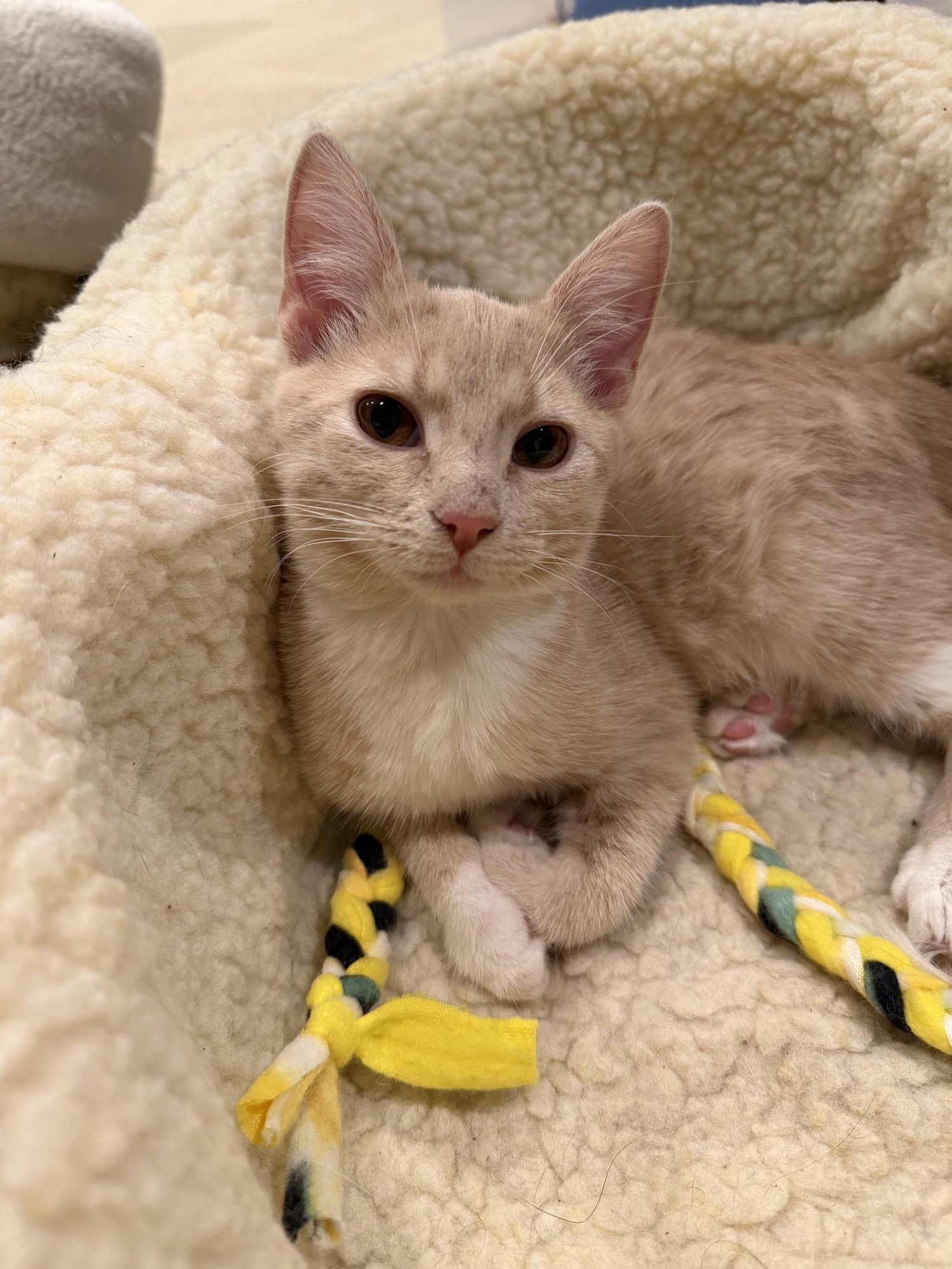 Amelia Bedelia - Photo 4